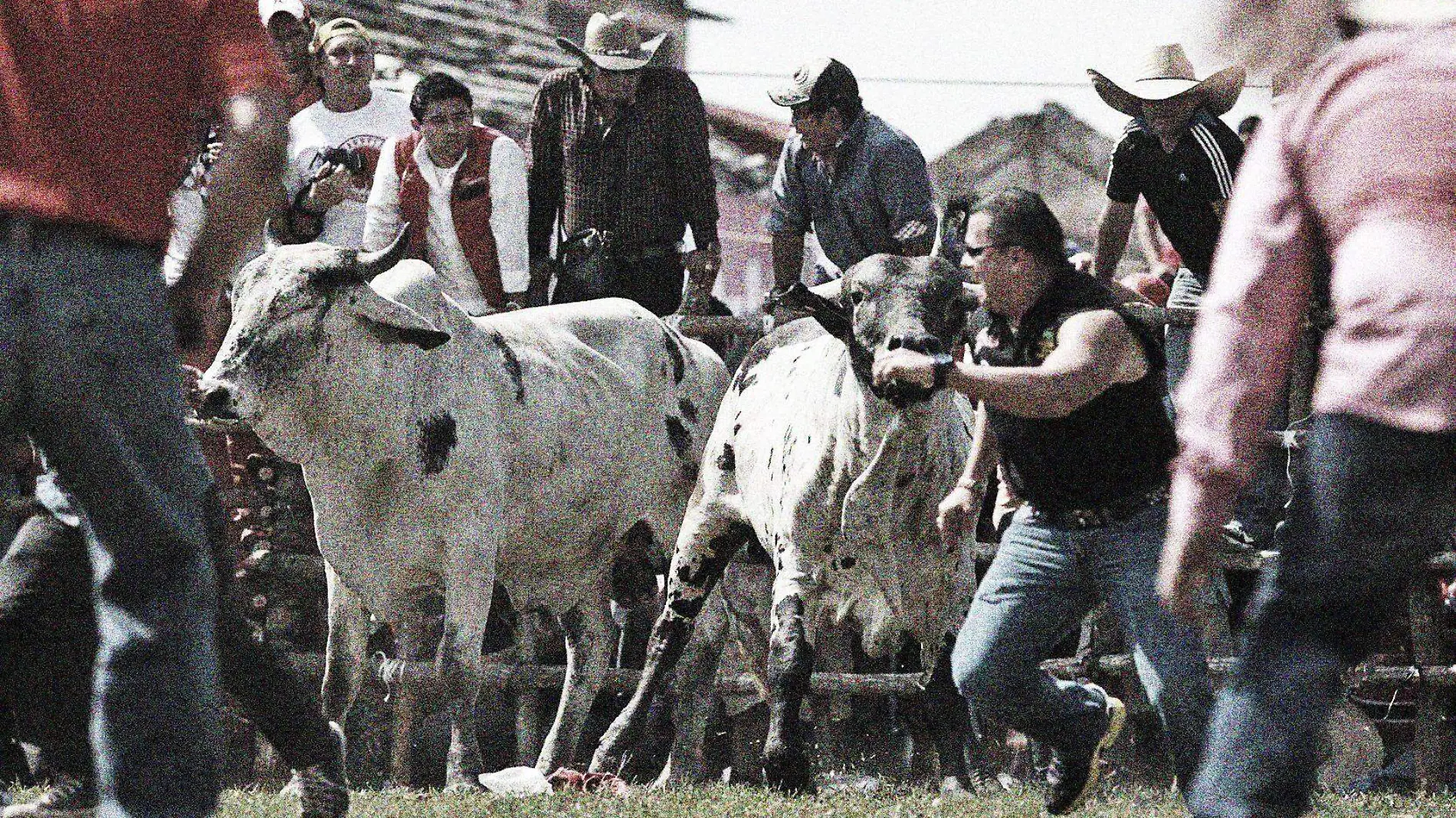 toros persiguiendo gente